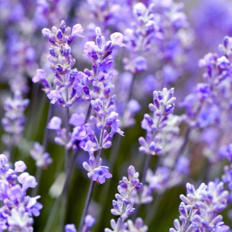 Lavender Heirloom Herb Seeds