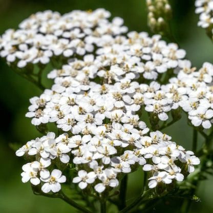 White Yarrow Herb Heirloom Seeds