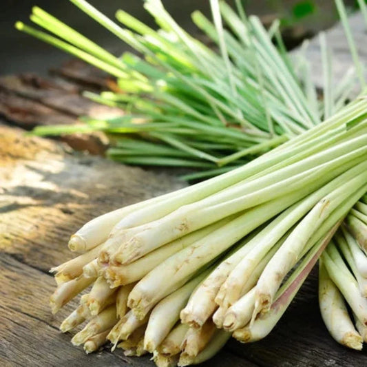 Lemongrass Herb Heirloom Seeds