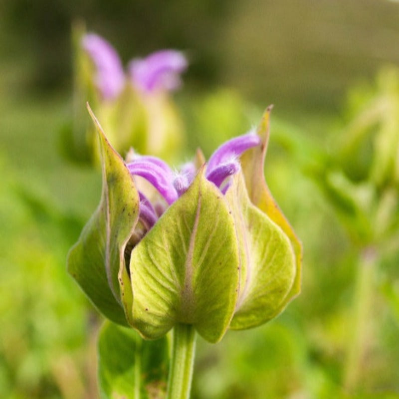 Wild Bergamot Heirloom Herb Seeds