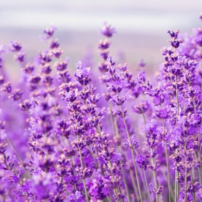 Lavender Heirloom Herb Seeds