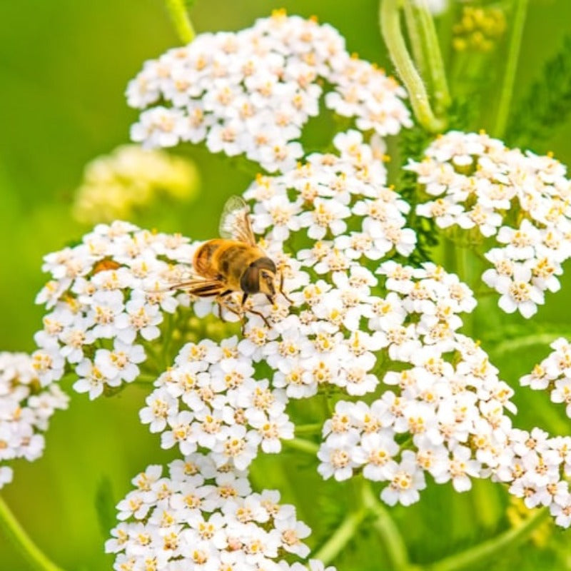 White Yarrow Herb Heirloom Seeds