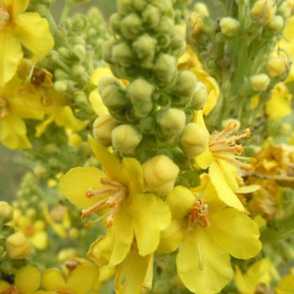 Mullein Seeds Heirloom