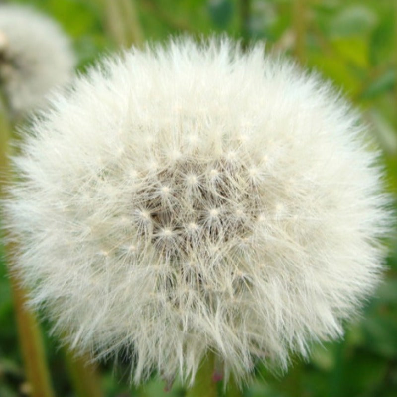 Heirloom Pollinated Dandelion Flower Seeds