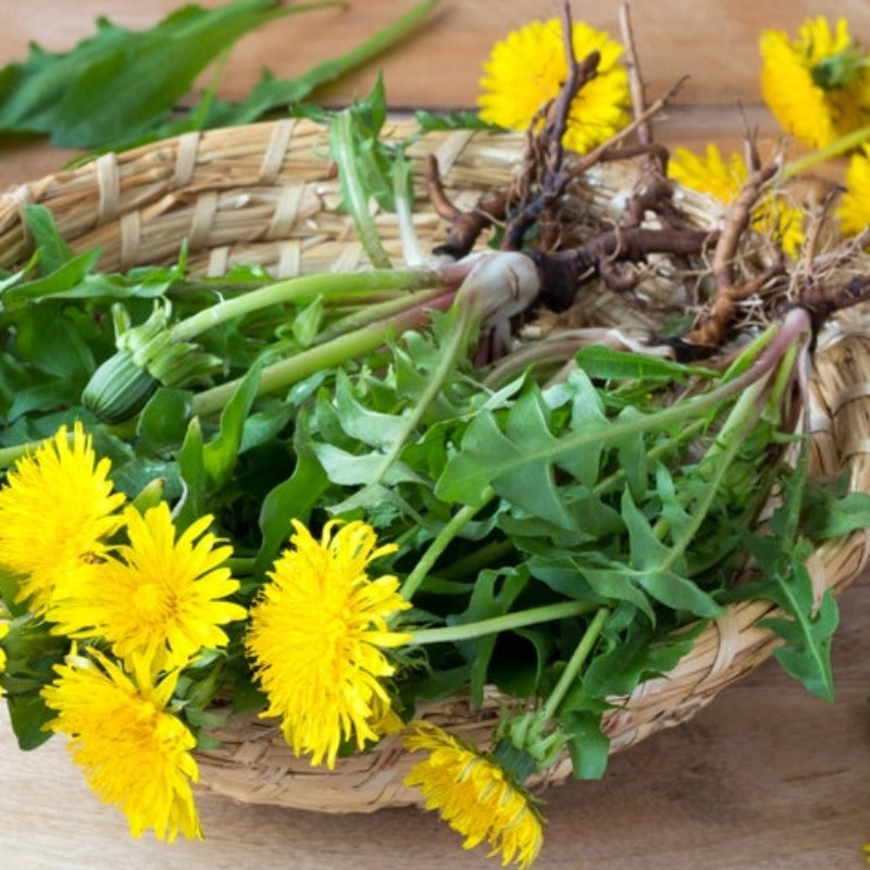 Heirloom Pollinated Dandelion Flower Seeds