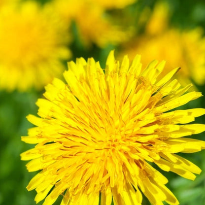 Heirloom Pollinated Dandelion Flower Seeds