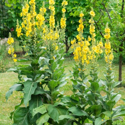 Mullein Seeds Heirloom