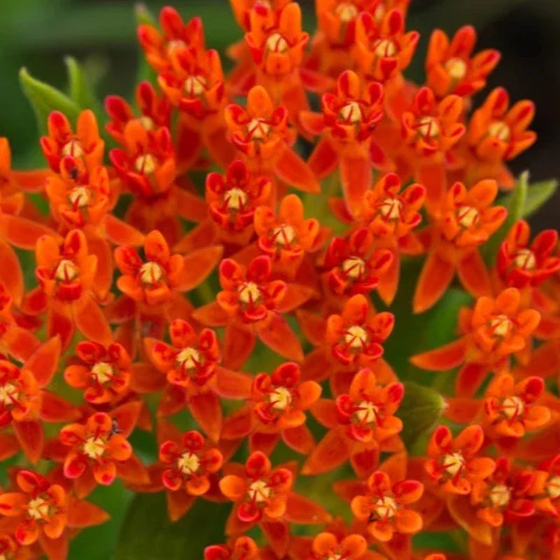 Butterfly Milkweed Seeds