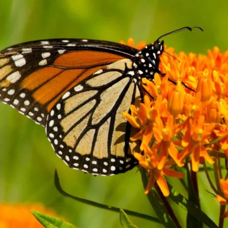 Butterfly Milkweed Seeds