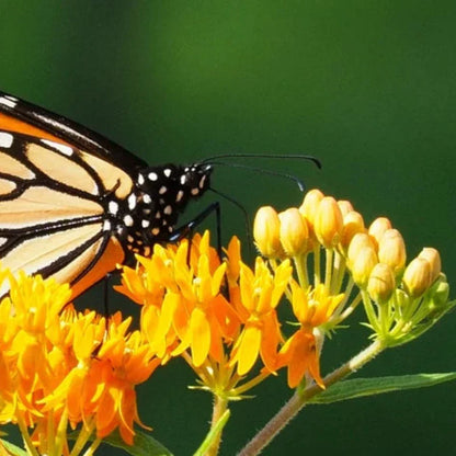 Butterfly Milkweed Seeds