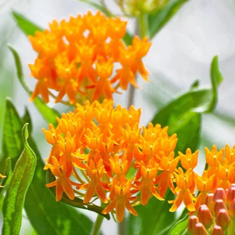 Butterfly Milkweed Seeds