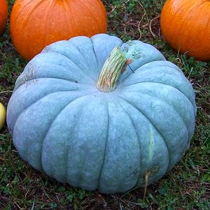 Blue Jarrahdale Pumpkin Seeds