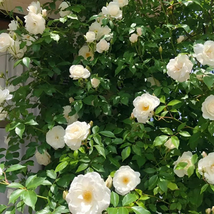 Botanical Climbing Rose Seeds