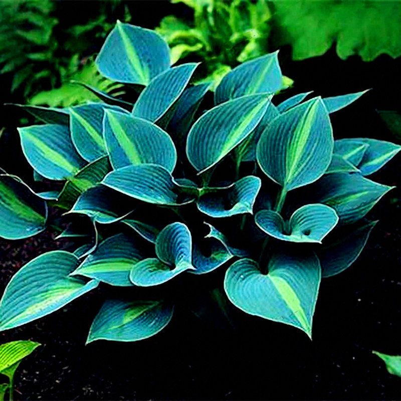 150 Hosta Plant Seeds Perennial Shade Flowers For Gardens And Balconies