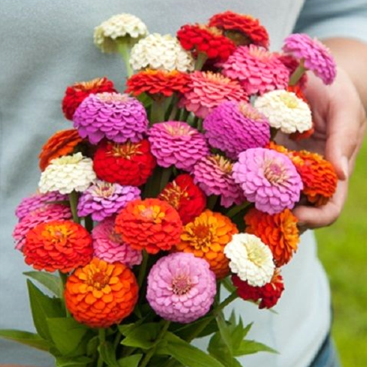 Dahlia Cactus Seeds