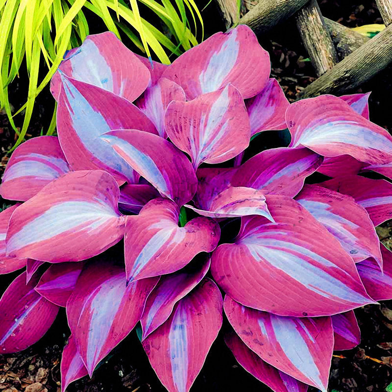 150 Hosta Plant Seeds Perennial Shade Flowers For Gardens And Balconies