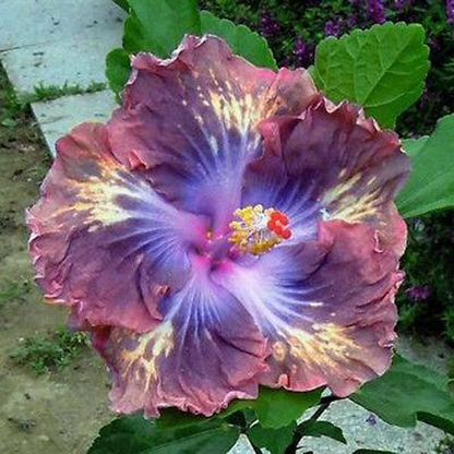 Giant Ombre Hibiscus Exotic Coral Flowers Seeds